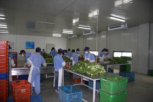蔬菜加工现场